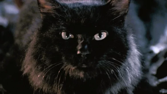THE CAT (c) The Movie Database (TMDb)