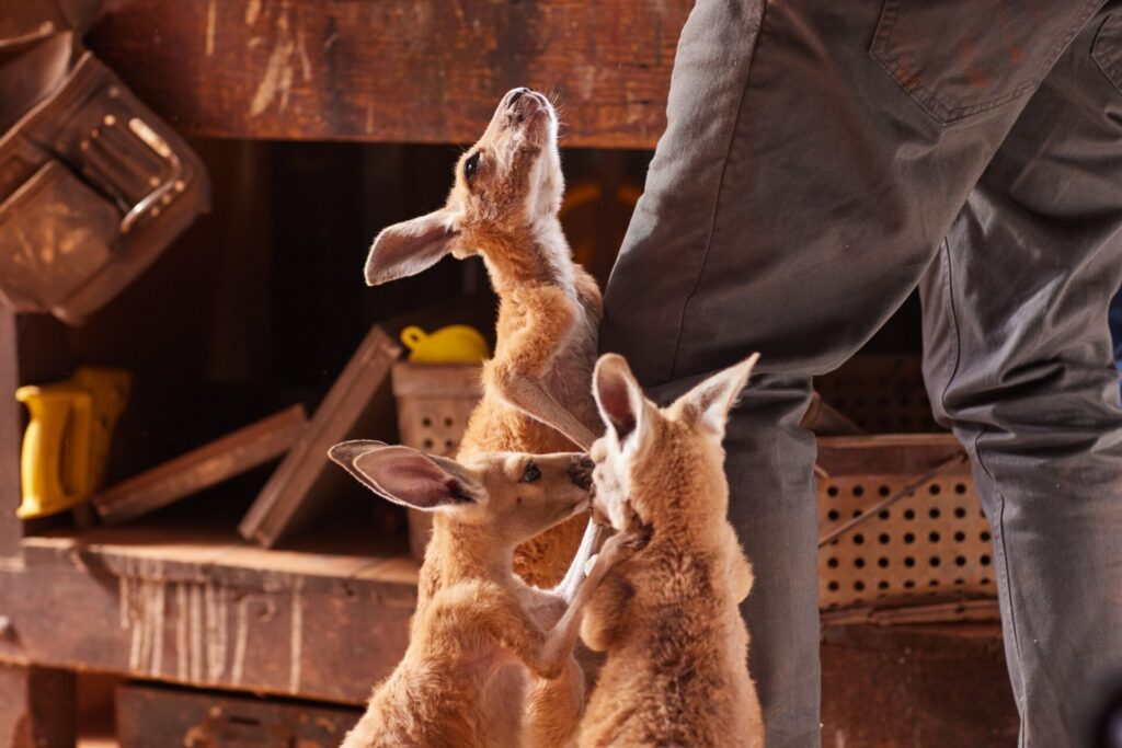 KANGAROO (c) KFD