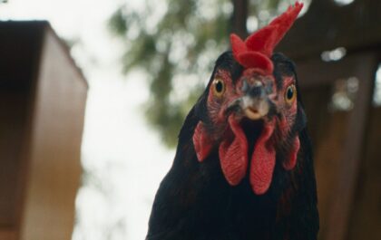 HEN ©️ Pallas Film